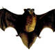 A bat illustration.